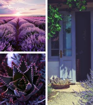 Collage Lavendelfeld Aloe Vera und violette Tür mit Lavendel davor